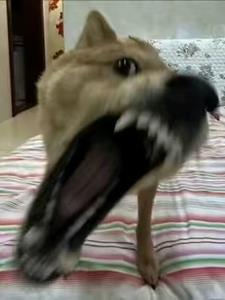 富贵历险记全文阅读